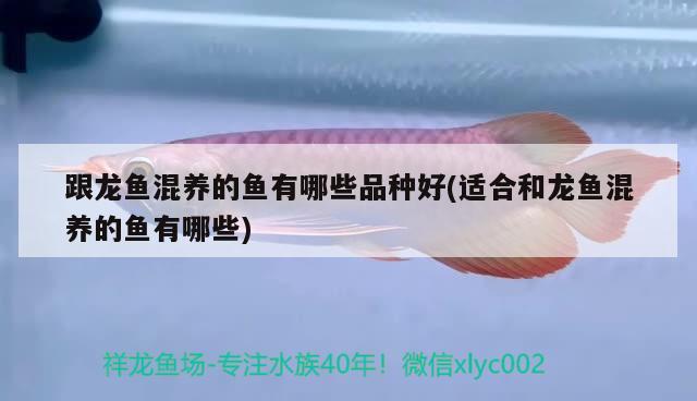 金龍魚(yú)廠家招聘信息最新（金龍魚(yú)有限公司招聘）