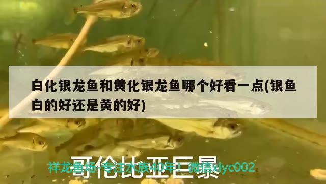 白化銀龍魚和黃化銀龍魚哪個(gè)好看一點(diǎn)(銀魚白的好還是黃的好) 銀龍魚百科