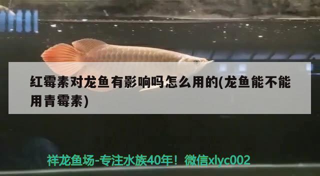 巴彥淖爾觀賞魚市場黃顎龍王