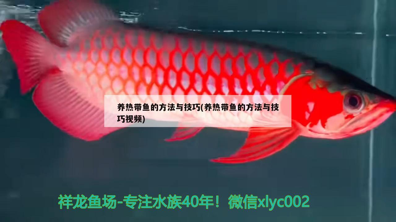 和紅龍魚混養(yǎng)的有哪些魚類圖片大全(紅龍魚能混養(yǎng)嗎)