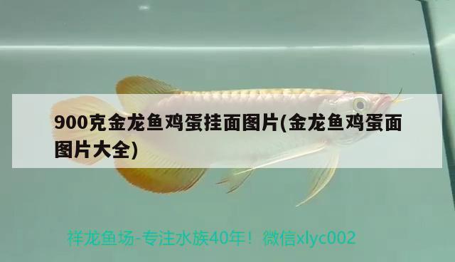 900克金龍魚雞蛋掛面圖片(金龍魚雞蛋面圖片大全)