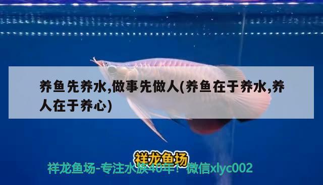 養(yǎng)魚先養(yǎng)水,做事先做人(養(yǎng)魚在于養(yǎng)水,養(yǎng)人在于養(yǎng)心) 杰西卡恐龍魚