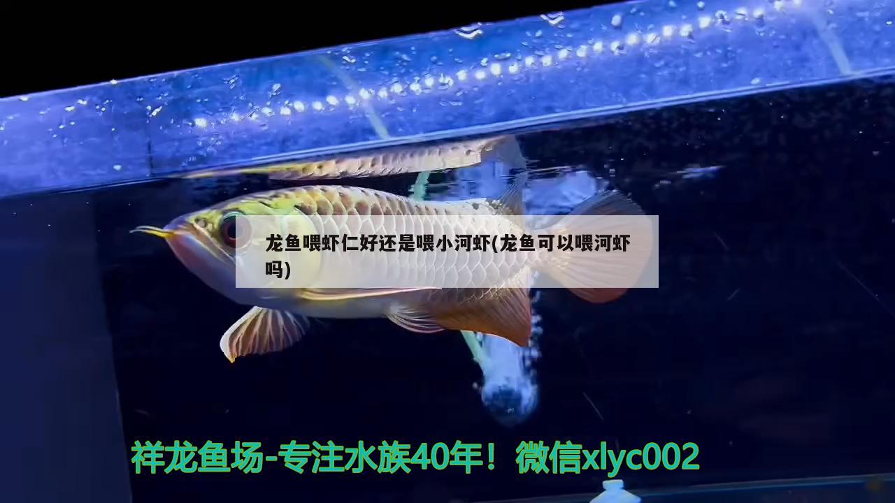 龍魚喂蝦仁好還是喂小河蝦(龍魚可以喂河蝦嗎) 狗仔招財貓魚