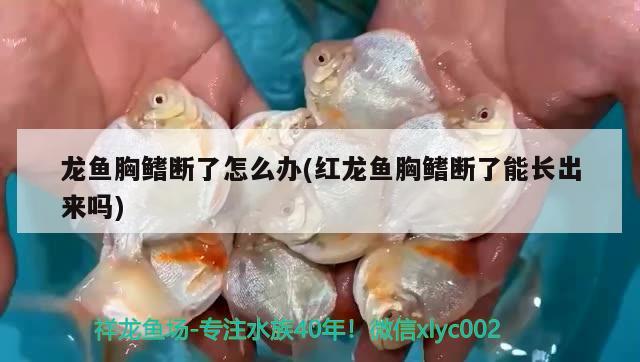 龍魚胸鰭斷了怎么辦(紅龍魚胸鰭斷了能長出來嗎)