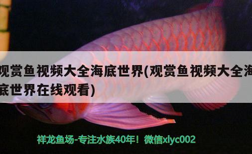 觀賞魚視頻大全海底世界(觀賞魚視頻大全海底世界在線觀看)