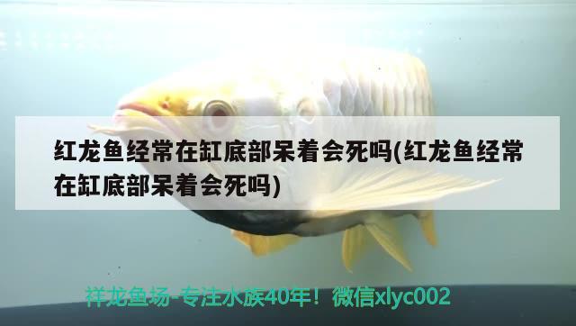 50厘米缸6條鸚鵡不加氧好像沒(méi)問(wèn)題 鸚鵡魚(yú) 第1張