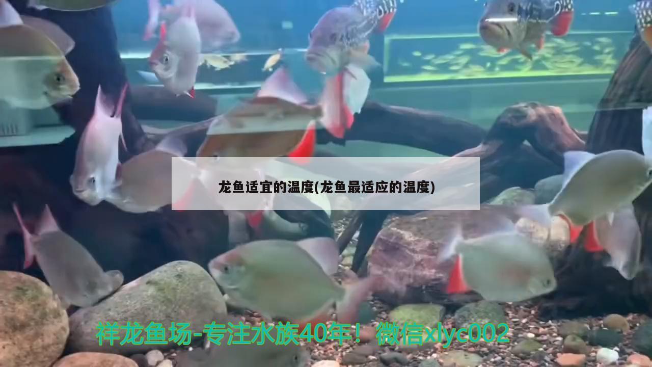 龍魚適宜的溫度(龍魚最適應的溫度)