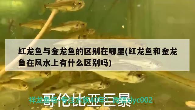 紅龍魚(yú)與金龍魚(yú)的區(qū)別在哪里(紅龍魚(yú)和金龍魚(yú)在風(fēng)水上有什么區(qū)別嗎) 魚(yú)缸風(fēng)水