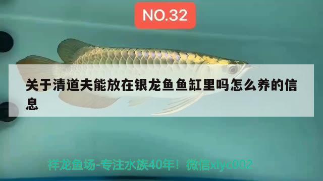 關于清道夫能放在銀龍魚魚缸里嗎怎么養(yǎng)的信息