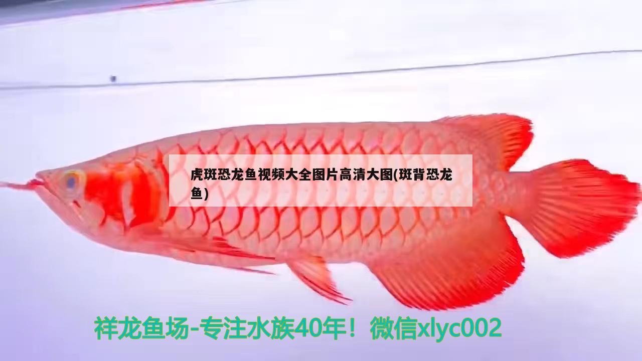 虎斑恐龍魚視頻大全圖片高清大圖(斑背恐龍魚) 虎斑恐龍魚