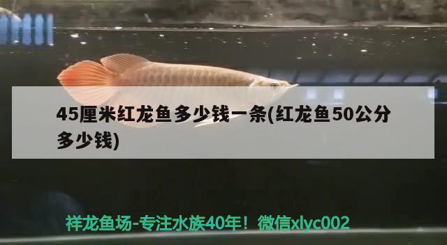 45厘米紅龍魚多少錢一條(紅龍魚50公分多少錢) 虎魚百科