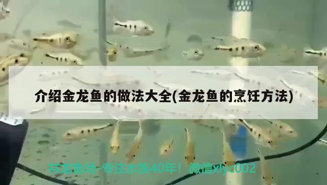 介紹金龍魚的做法大全(金龍魚的烹飪方法) 細線銀版魚