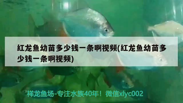 紅龍魚幼苗多少錢一條啊視頻(紅龍魚幼苗多少錢一條啊視頻) 南美異形觀賞魚