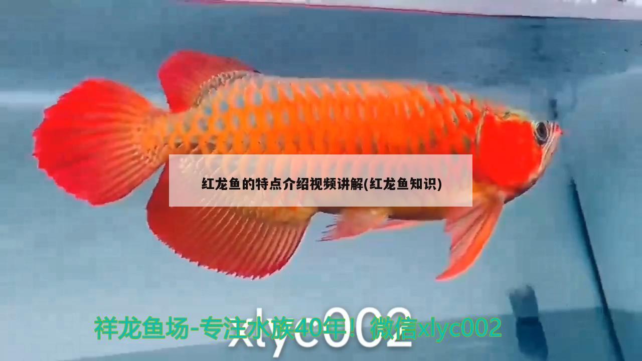 紅龍魚的特點(diǎn)介紹視頻講解(紅龍魚知識)