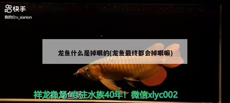 龍魚(yú)什么是掉眼的(龍魚(yú)最終都會(huì)掉眼嘛) 祥龍進(jìn)口元寶鳳凰魚(yú)