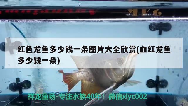 新余魚缸漏水維修店在哪里有(新余魚缸漏水維修店在哪里有啊) 森森魚缸 第3張