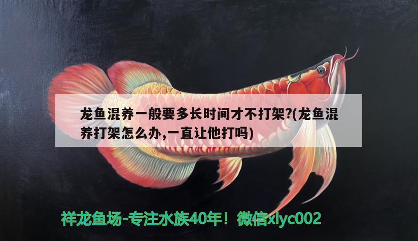 龍魚(yú)混養(yǎng)一般要多長(zhǎng)時(shí)間才不打架?(龍魚(yú)混養(yǎng)打架怎么辦,一直讓他打嗎)