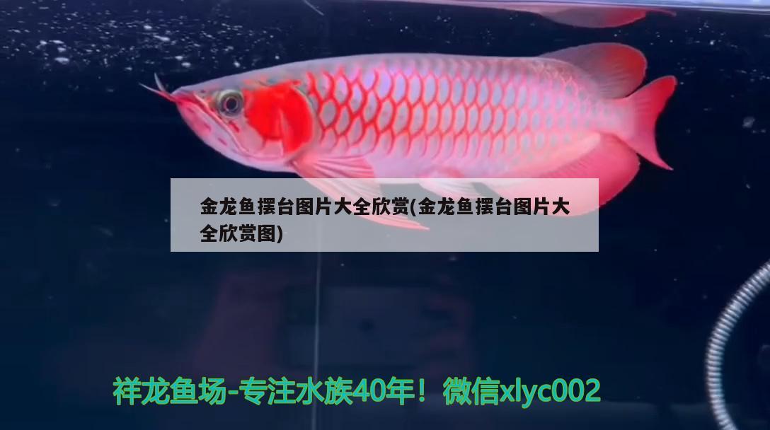 金龍魚擺臺圖片大全欣賞(金龍魚擺臺圖片大全欣賞圖) 圣菲埃及魚