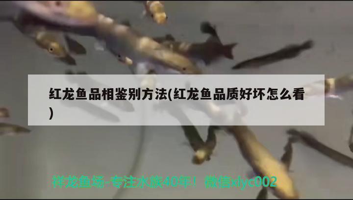 通化二手魚缸水族箱出售電話號碼查詢  魚缸/水族箱 第1張