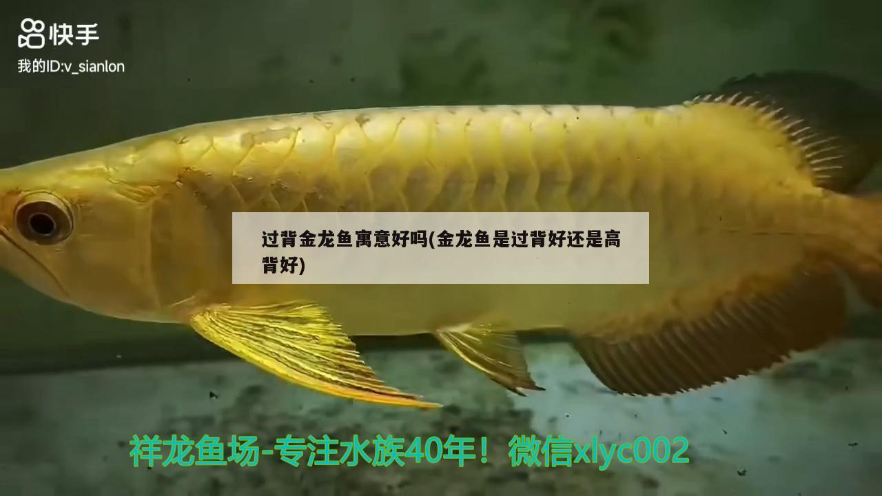 過背金龍魚寓意好嗎(金龍魚是過背好還是高背好) 過背金龍魚