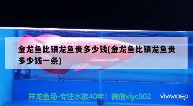 金龍魚比銀龍魚貴多少錢(金龍魚比銀龍魚貴多少錢一條) 銀龍魚