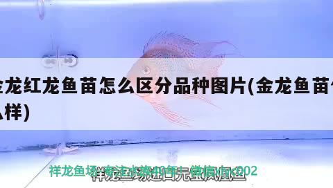 金龍紅龍魚苗怎么區(qū)分品種圖片(金龍魚苗什么樣) 印尼小紅龍