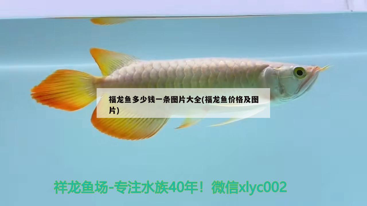 福龍魚多少錢一條圖片大全(福龍魚價格及圖片)