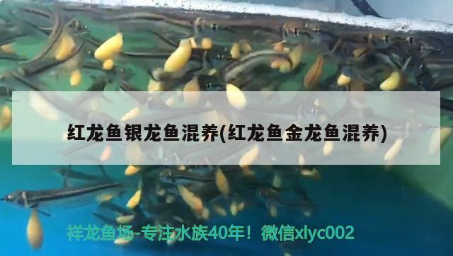 紅龍魚銀龍魚混養(yǎng)(紅龍魚金龍魚混養(yǎng))