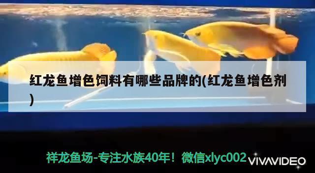 魚缸出水怎么加氧氣：魚缸里的水怎么增加氧氣 廣州水族批發(fā)市場 第3張