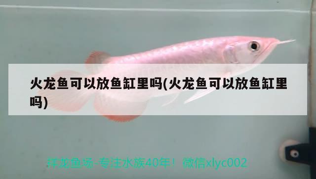 火龍魚(yú)可以放魚(yú)缸里嗎(火龍魚(yú)可以放魚(yú)缸里嗎)