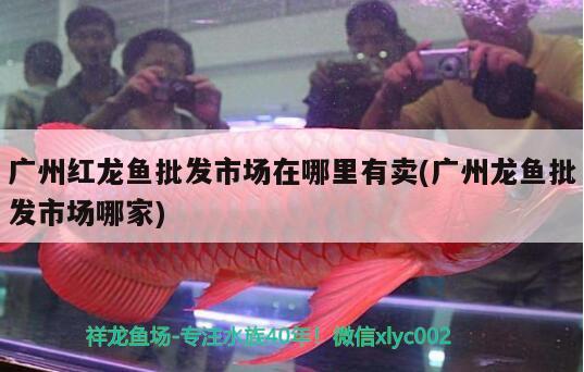 石頭魚(yú)缸造景圖片欣賞（石頭魚(yú)缸造型） 朱巴利魚(yú) 第2張