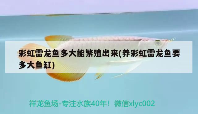 彩虹雷龍魚多大能繁殖出來(養(yǎng)彩虹雷龍魚要多大魚缸) 祥龍水族護(hù)理水