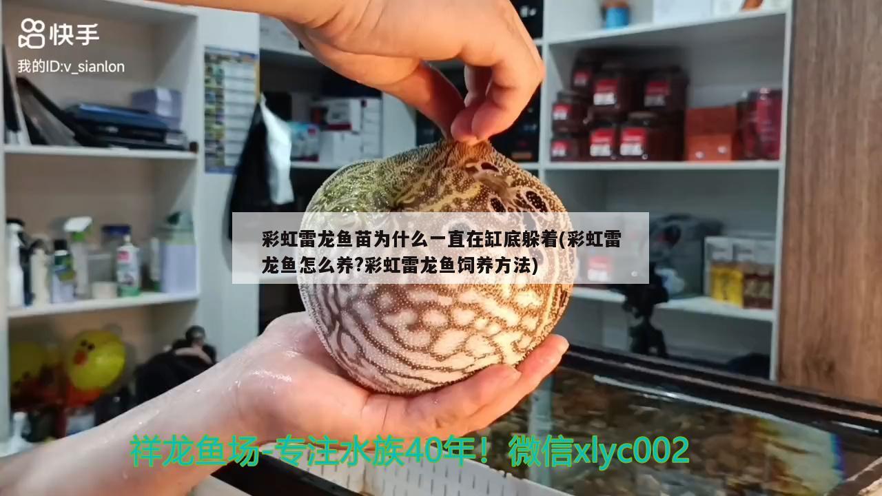 金龍魚工廠代碼(金龍魚工廠在哪) 豹紋夫魚苗