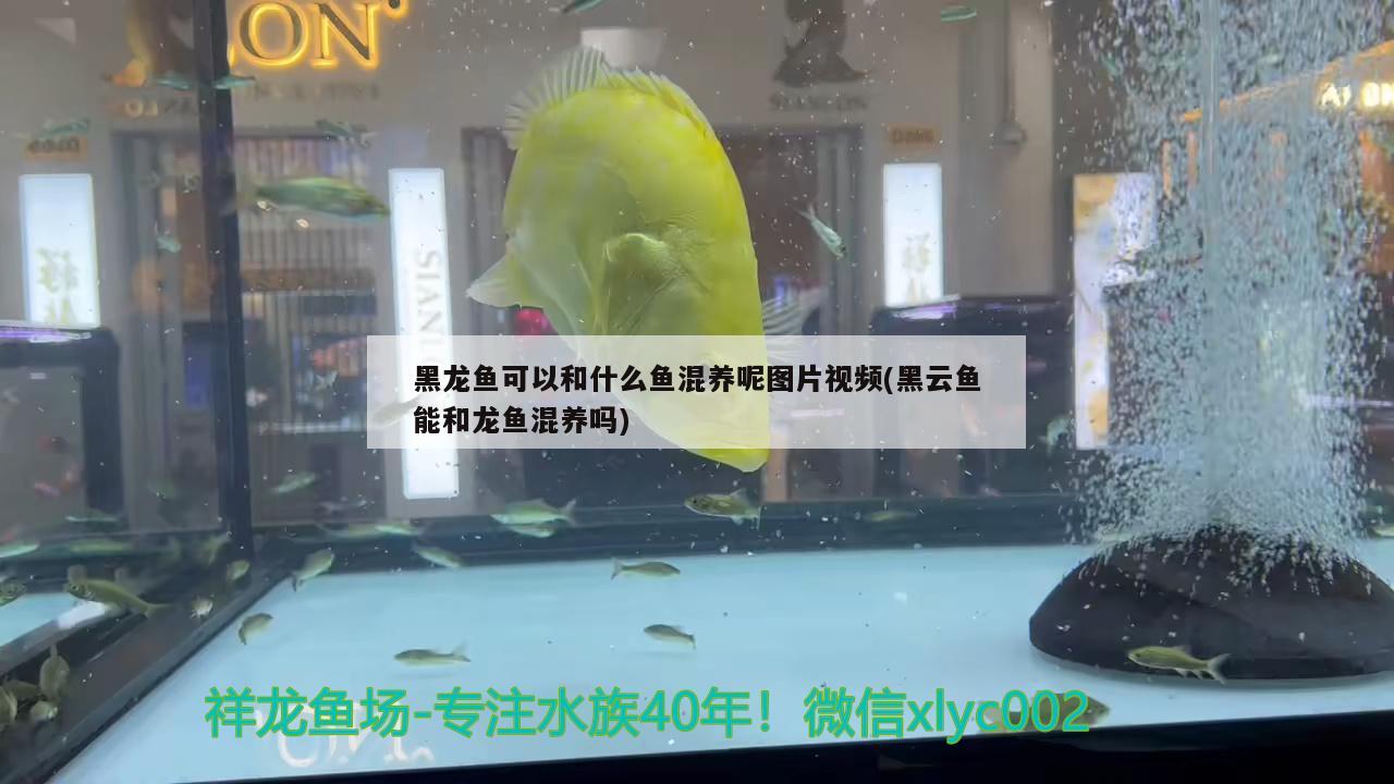 黑龍魚可以和什么魚混養(yǎng)呢圖片視頻(黑云魚能和龍魚混養(yǎng)嗎) 黑云魚