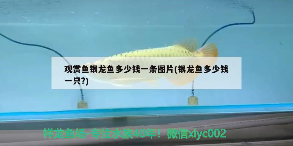 觀賞魚銀龍魚多少錢一條圖片(銀龍魚多少錢一只?) 銀龍魚