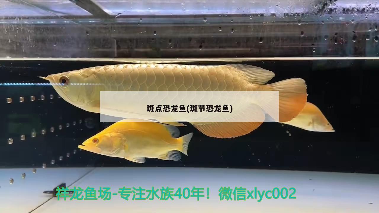 斑點恐龍魚(斑節(jié)恐龍魚) 野彩魚