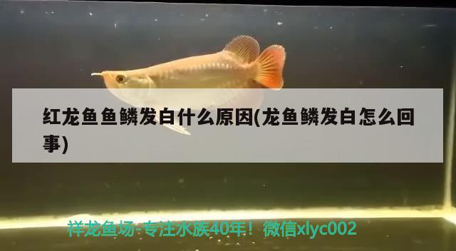 紅龍魚(yú)魚(yú)鱗發(fā)白什么原因(龍魚(yú)鱗發(fā)白怎么回事)