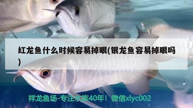 紅龍魚什么時候容易掉眼(銀龍魚容易掉眼嗎)