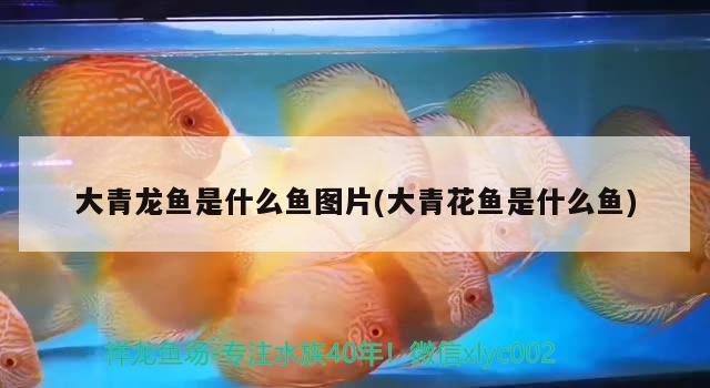 大青龍魚是什么魚圖片(大青花魚是什么魚) 青龍魚