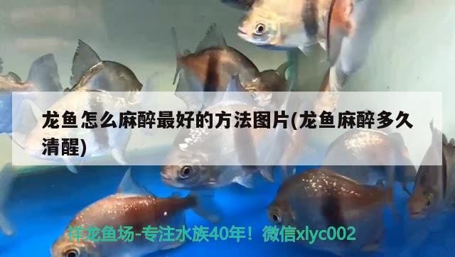 龍魚(yú)怎么麻醉最好的方法圖片(龍魚(yú)麻醉多久清醒)