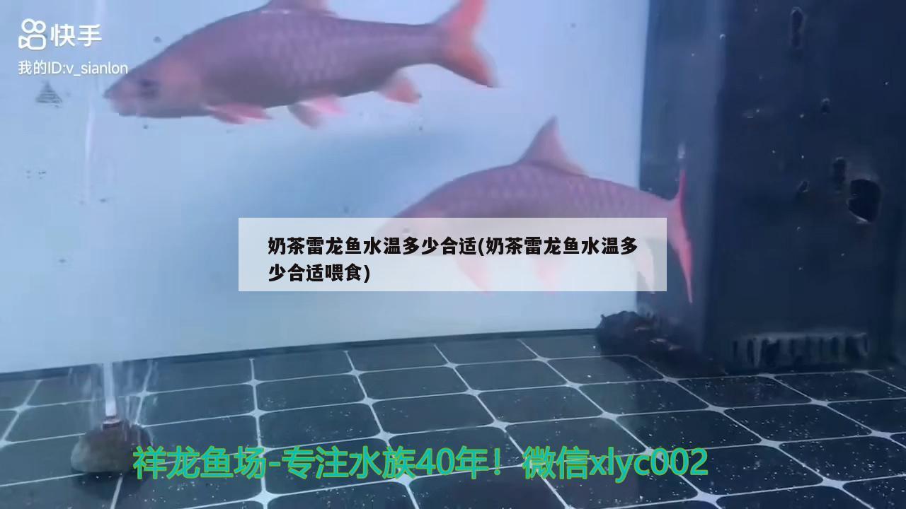 奶茶雷龍魚(yú)水溫多少合適(奶茶雷龍魚(yú)水溫多少合適喂食) 魚(yú)缸水泵