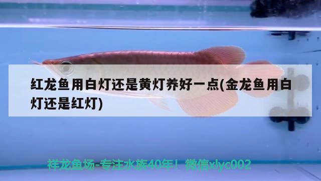 阜新百姓網觀賞魚 