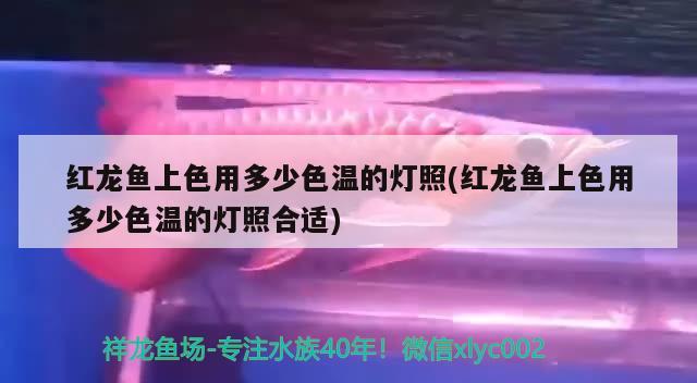 金魚缸氧氣泵不噴氣了怎么回事兒：金魚氧氣泵為什么不出泡泡 廣州水族批發(fā)市場 第3張