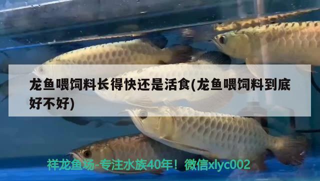 龍魚喂飼料長得快還是活食(龍魚喂飼料到底好不好) 虎魚魚苗