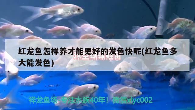 阜新百姓網觀賞魚 