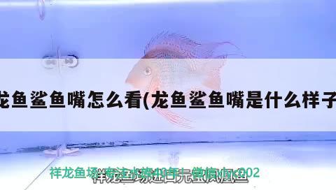 龍魚鯊魚嘴怎么看(龍魚鯊魚嘴是什么樣子)