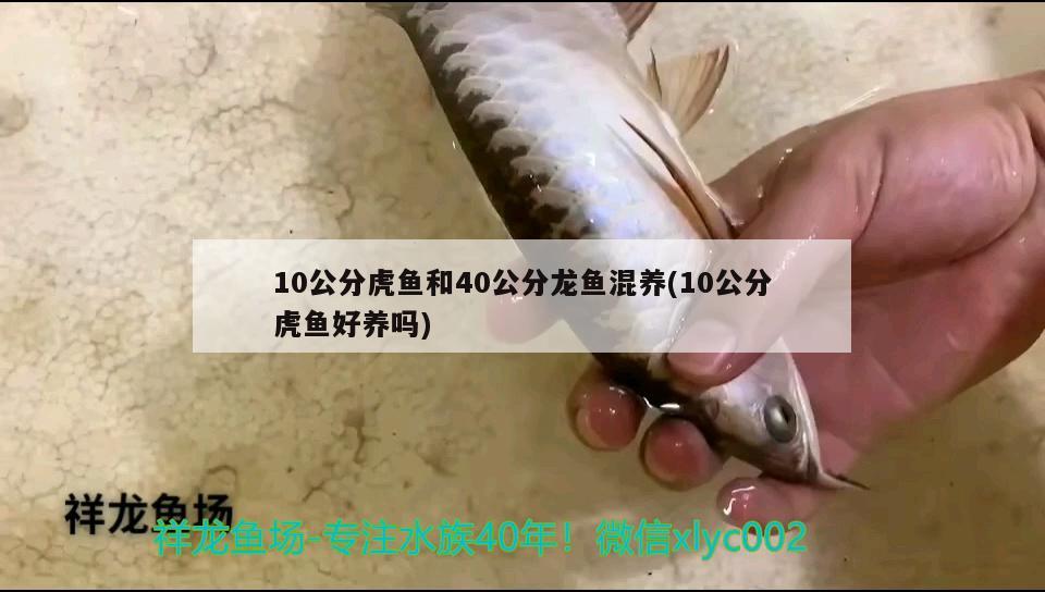 10公分虎魚和40公分龍魚混養(yǎng)(10公分虎魚好養(yǎng)嗎) 虎魚百科