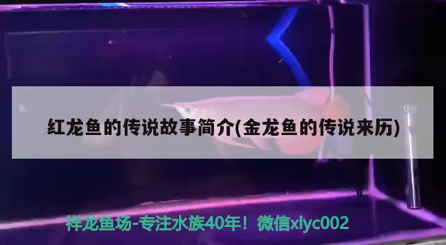 紅龍魚的傳說故事簡介(金龍魚的傳說來歷) 招財(cái)戰(zhàn)船魚