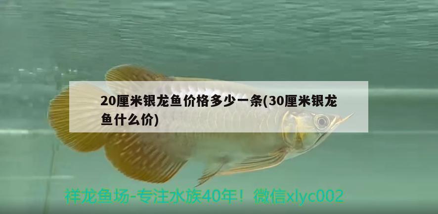 20厘米銀龍魚價格多少一條(30厘米銀龍魚什么價)