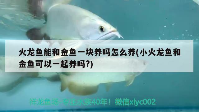 火龍魚能和金魚一塊養(yǎng)嗎怎么養(yǎng)(小火龍魚和金魚可以一起養(yǎng)嗎?)